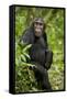 Africa, Uganda, Kibale National Park. A young adult chimpanzee listens.-Kristin Mosher-Framed Stretched Canvas