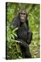 Africa, Uganda, Kibale National Park. A young adult chimpanzee listens.-Kristin Mosher-Stretched Canvas