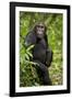 Africa, Uganda, Kibale National Park. A young adult chimpanzee listens.-Kristin Mosher-Framed Photographic Print