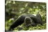 Africa, Uganda, Kibale National Park. A young adult male chimpanzee lying down on forest path.-Kristin Mosher-Stretched Canvas