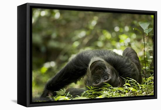 Africa, Uganda, Kibale National Park. A young adult male chimpanzee lying down on forest path.-Kristin Mosher-Framed Stretched Canvas