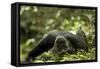 Africa, Uganda, Kibale National Park. A young adult male chimpanzee lying down on forest path.-Kristin Mosher-Framed Stretched Canvas