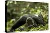 Africa, Uganda, Kibale National Park. A young adult male chimpanzee lying down on forest path.-Kristin Mosher-Stretched Canvas
