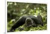 Africa, Uganda, Kibale National Park. A young adult male chimpanzee lying down on forest path.-Kristin Mosher-Framed Photographic Print