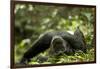 Africa, Uganda, Kibale National Park. A young adult male chimpanzee lying down on forest path.-Kristin Mosher-Framed Photographic Print