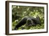 Africa, Uganda, Kibale National Park. A young adult male chimpanzee lying down on forest path.-Kristin Mosher-Framed Photographic Print