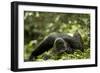 Africa, Uganda, Kibale National Park. A young adult male chimpanzee lying down on forest path.-Kristin Mosher-Framed Photographic Print