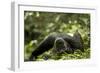 Africa, Uganda, Kibale National Park. A young adult male chimpanzee lying down on forest path.-Kristin Mosher-Framed Photographic Print