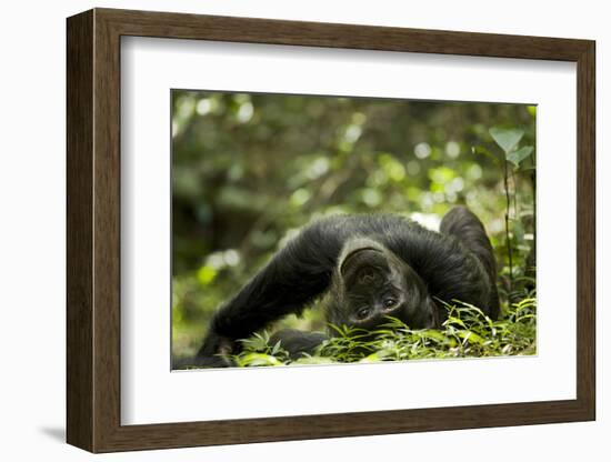 Africa, Uganda, Kibale National Park. A young adult male chimpanzee lying down on forest path.-Kristin Mosher-Framed Photographic Print