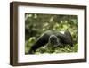 Africa, Uganda, Kibale National Park. A young adult male chimpanzee lying down on forest path.-Kristin Mosher-Framed Photographic Print
