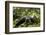 Africa, Uganda, Kibale National Park. A young adult male chimpanzee lying down on forest path.-Kristin Mosher-Framed Photographic Print