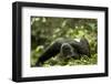 Africa, Uganda, Kibale National Park. A young adult male chimpanzee lying down on forest path.-Kristin Mosher-Framed Photographic Print