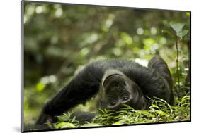 Africa, Uganda, Kibale National Park. A young adult male chimpanzee lying down on forest path.-Kristin Mosher-Mounted Photographic Print