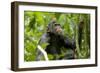 Africa, Uganda, Kibale National Park. An adolescent male chimpanzee.-Kristin Mosher-Framed Photographic Print