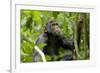 Africa, Uganda, Kibale National Park. An adolescent male chimpanzee.-Kristin Mosher-Framed Photographic Print