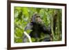 Africa, Uganda, Kibale National Park. An adolescent male chimpanzee.-Kristin Mosher-Framed Photographic Print