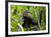 Africa, Uganda, Kibale National Park. An adolescent male chimpanzee.-Kristin Mosher-Framed Photographic Print