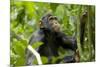 Africa, Uganda, Kibale National Park. An adolescent male chimpanzee.-Kristin Mosher-Mounted Photographic Print