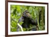 Africa, Uganda, Kibale National Park. An adolescent male chimpanzee.-Kristin Mosher-Framed Premium Photographic Print