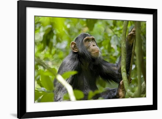 Africa, Uganda, Kibale National Park. An adolescent male chimpanzee.-Kristin Mosher-Framed Premium Photographic Print