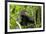 Africa, Uganda, Kibale National Park. An adolescent male chimpanzee.-Kristin Mosher-Framed Premium Photographic Print