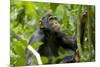 Africa, Uganda, Kibale National Park. An adolescent male chimpanzee.-Kristin Mosher-Mounted Premium Photographic Print