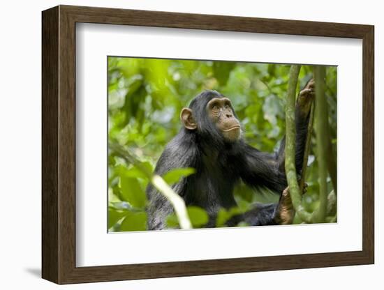 Africa, Uganda, Kibale National Park. An adolescent male chimpanzee.-Kristin Mosher-Framed Photographic Print