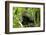 Africa, Uganda, Kibale National Park. An adolescent male chimpanzee.-Kristin Mosher-Framed Photographic Print