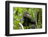 Africa, Uganda, Kibale National Park. An adolescent male chimpanzee.-Kristin Mosher-Framed Photographic Print