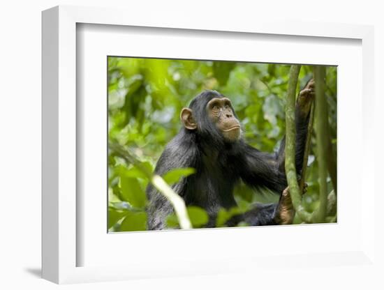 Africa, Uganda, Kibale National Park. An adolescent male chimpanzee.-Kristin Mosher-Framed Photographic Print