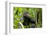 Africa, Uganda, Kibale National Park. An adolescent male chimpanzee.-Kristin Mosher-Framed Photographic Print