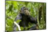 Africa, Uganda, Kibale National Park. An adolescent male chimpanzee.-Kristin Mosher-Mounted Photographic Print