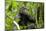 Africa, Uganda, Kibale National Park. An adolescent male chimpanzee.-Kristin Mosher-Mounted Photographic Print