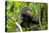 Africa, Uganda, Kibale National Park. An adolescent male chimpanzee.-Kristin Mosher-Stretched Canvas