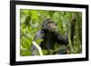 Africa, Uganda, Kibale National Park. An adolescent male chimpanzee.-Kristin Mosher-Framed Photographic Print