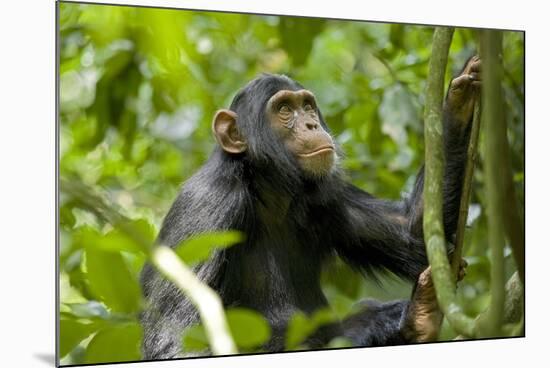 Africa, Uganda, Kibale National Park. An adolescent male chimpanzee.-Kristin Mosher-Mounted Photographic Print