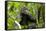 Africa, Uganda, Kibale National Park. An adolescent male chimpanzee.-Kristin Mosher-Framed Stretched Canvas