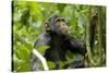 Africa, Uganda, Kibale National Park. An adolescent male chimpanzee.-Kristin Mosher-Stretched Canvas