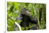 Africa, Uganda, Kibale National Park. An adolescent male chimpanzee.-Kristin Mosher-Framed Photographic Print