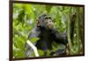 Africa, Uganda, Kibale National Park. An adolescent male chimpanzee.-Kristin Mosher-Framed Photographic Print