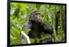 Africa, Uganda, Kibale National Park. An adolescent male chimpanzee.-Kristin Mosher-Framed Photographic Print