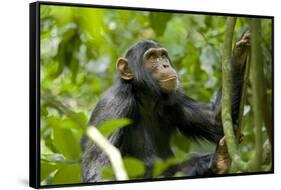Africa, Uganda, Kibale National Park. An adolescent male chimpanzee.-Kristin Mosher-Framed Stretched Canvas