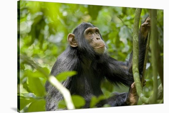 Africa, Uganda, Kibale National Park. An adolescent male chimpanzee.-Kristin Mosher-Stretched Canvas