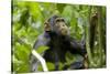 Africa, Uganda, Kibale National Park. An adolescent male chimpanzee.-Kristin Mosher-Stretched Canvas