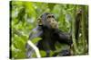 Africa, Uganda, Kibale National Park. An adolescent male chimpanzee.-Kristin Mosher-Stretched Canvas