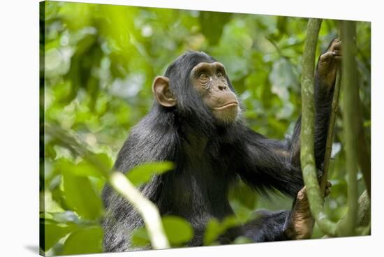 Africa, Uganda, Kibale National Park. An adolescent male chimpanzee.-Kristin Mosher-Stretched Canvas