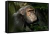 Africa, Uganda, Kibale National Park. An adult male chimpanzee looks upward.-Kristin Mosher-Framed Stretched Canvas