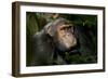 Africa, Uganda, Kibale National Park. An adult male chimpanzee looks upward.-Kristin Mosher-Framed Photographic Print