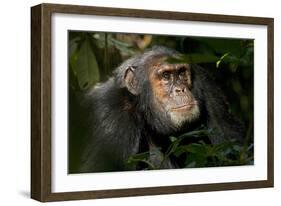 Africa, Uganda, Kibale National Park. An adult male chimpanzee looks upward.-Kristin Mosher-Framed Photographic Print