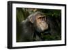 Africa, Uganda, Kibale National Park. An adult male chimpanzee looks upward.-Kristin Mosher-Framed Photographic Print